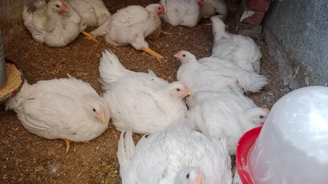 سيبت الكتاكيت وسافرت رجعت لاقيتها فراخ🐤🐔ببركة الصلاة على النبي واعلا اوزان خدها عمر قليل