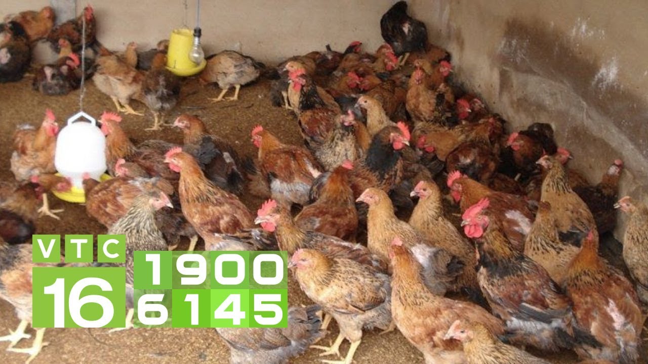 Phòng bệnh cho gà theo quy trình tiêm vacxin | VTC16