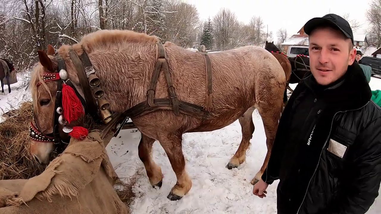 З'ЇЗД ФІРМАНІВ БЕРЕЗІВ/КОНІ В УКРАЇНІ.!!!КОНІ ВАГОВОЗИ