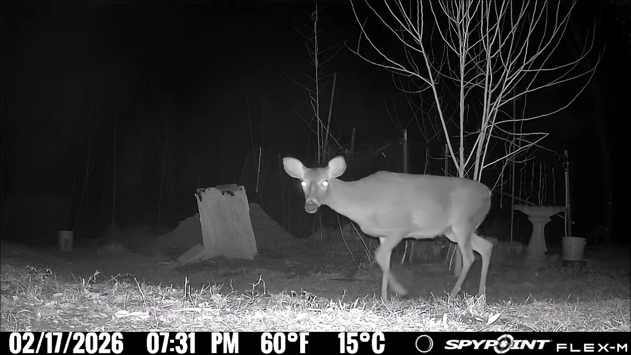 Game camera video dump.