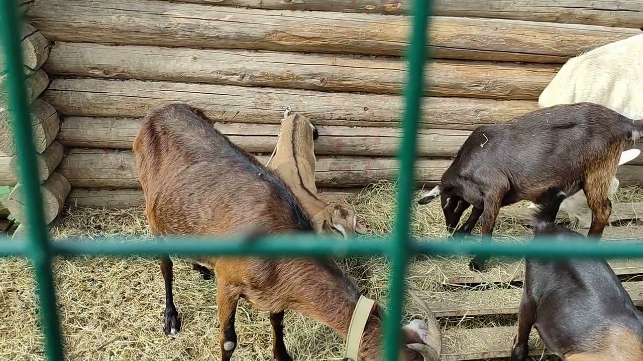 У меня худые козы. Отвечаю на комментарии.