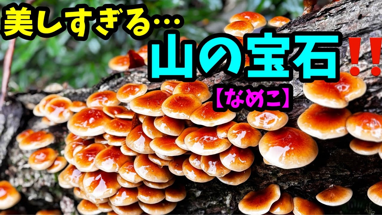 天然ナメコも終盤になってきた？