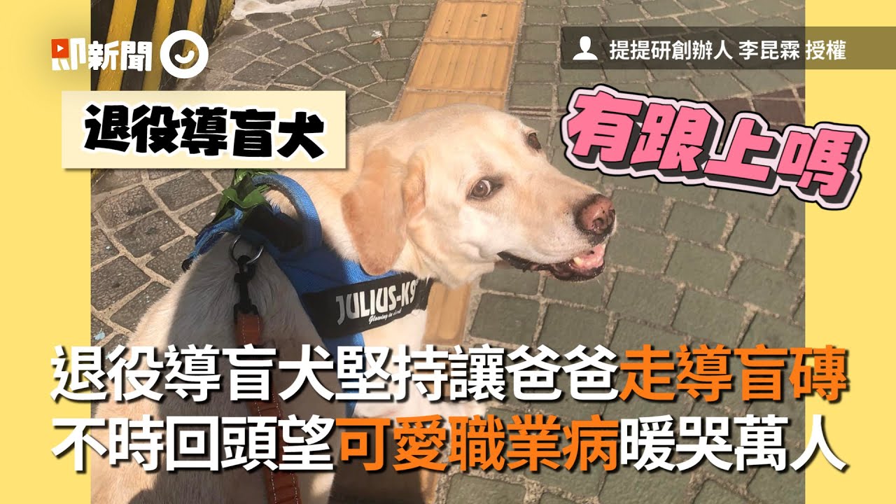 退役導盲犬堅持走導盲磚、不時回頭望　可愛職業病暖哭萬人｜領養｜安卡｜精選影片