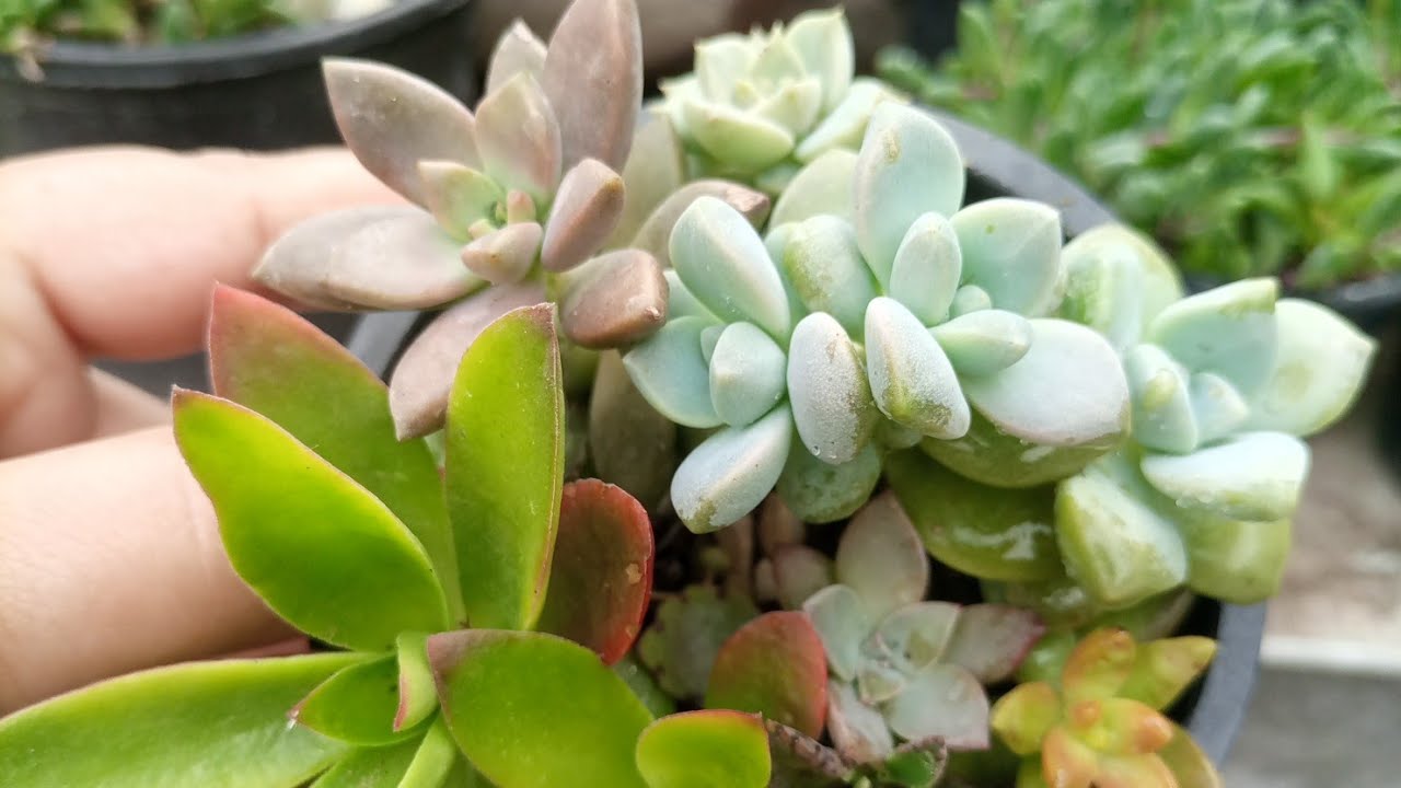 March me kin plants ko grow kren/Garden update 
