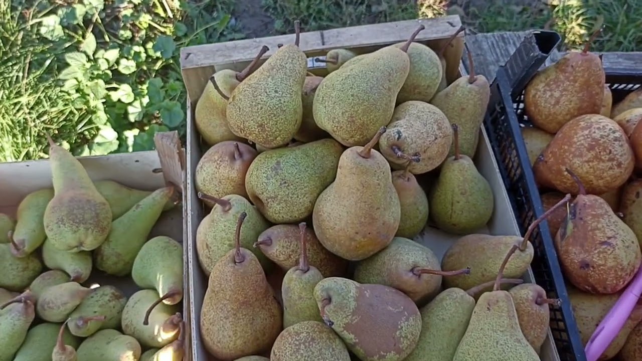 Overview of Autumn Pear Varieties 🍐