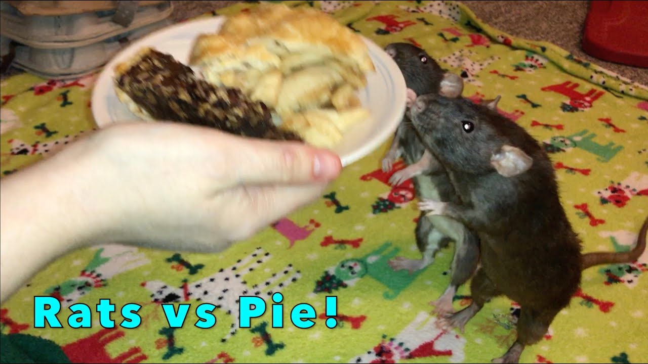 Rats vs Apple Pie (and Chocolate Pie)!