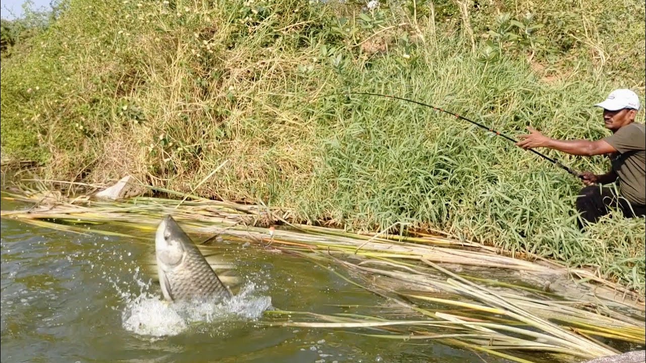 unbelievable fishing || Amazing 🎣 fishing video || catching big Rohu fishes