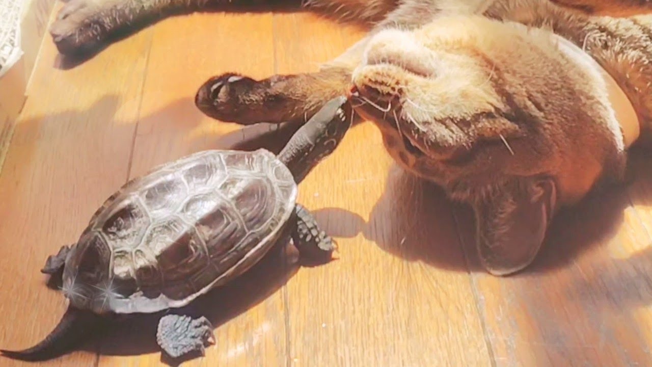 もうお外には戻れない…【I can't go back outside anymore...】