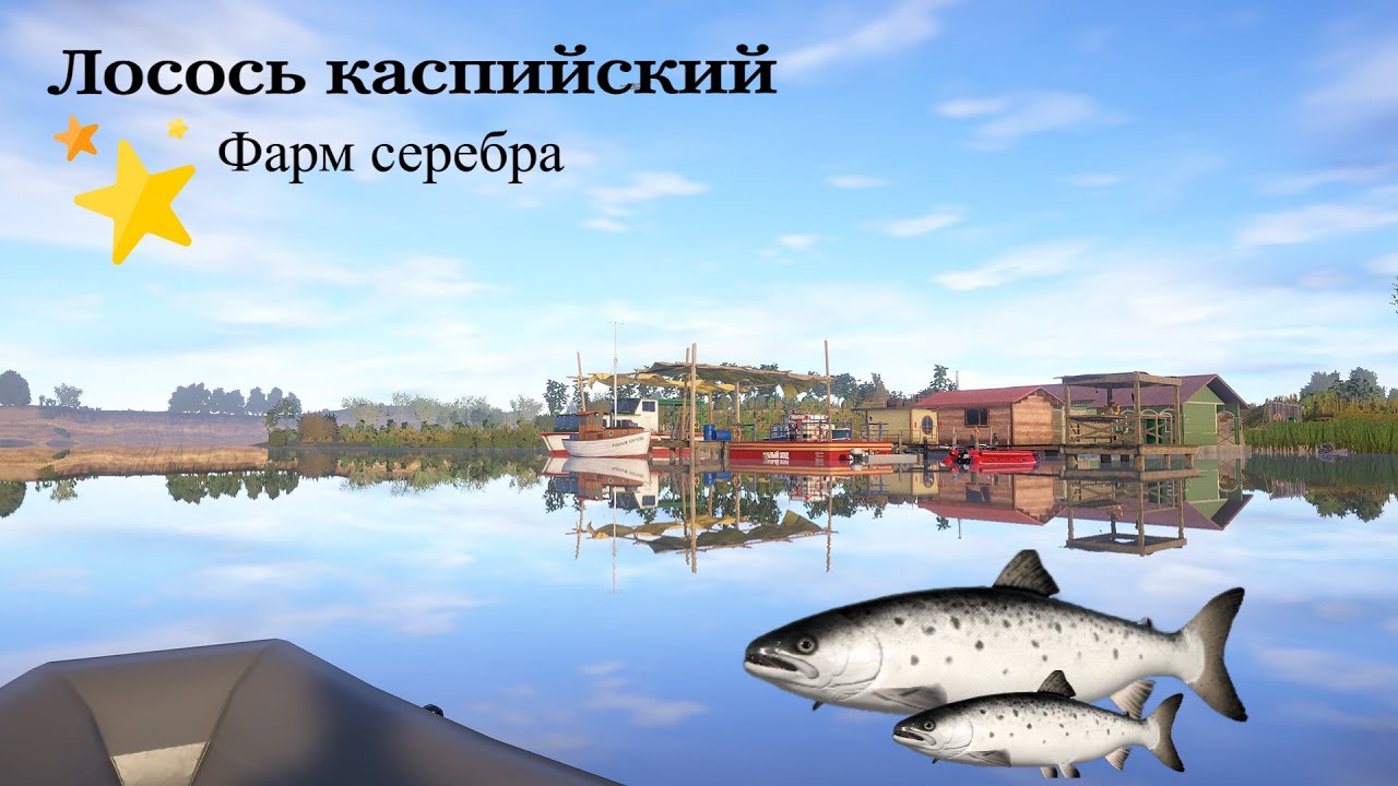 Ахтуба лосось каспийский.ФАРМ серебра.Akhtuba is a Caspian salmon.Silver FARM