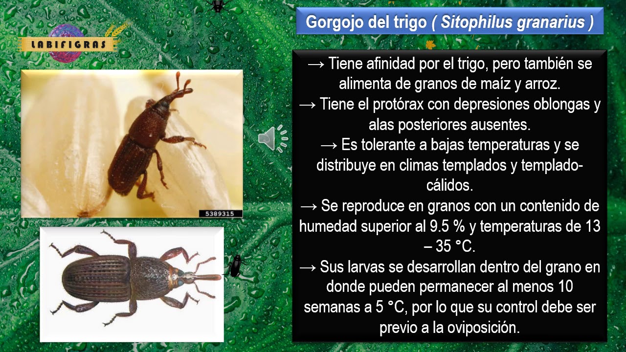 1 PLAGAS ALMACEN DE GRANOS