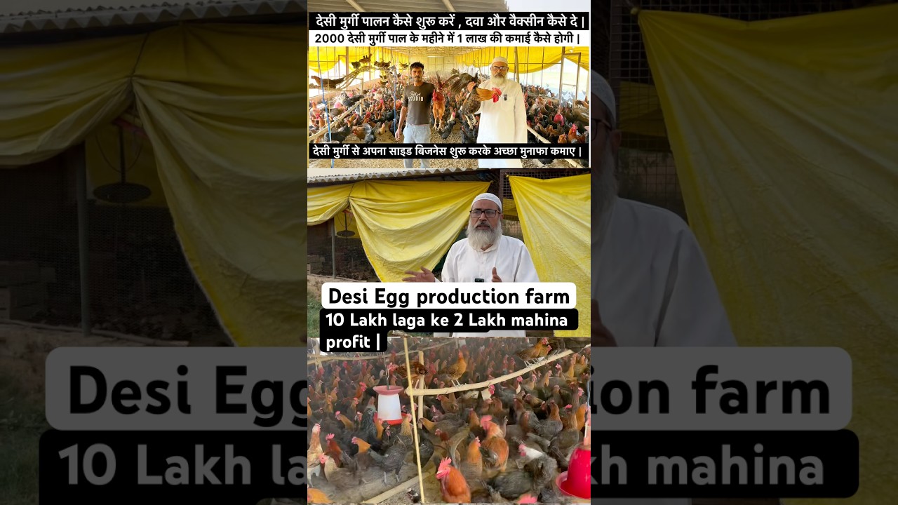 Desi Egg Farm Profit || Desi Layer farm || Desi poultry farming #shorts #layerfarm #chicken #poultry