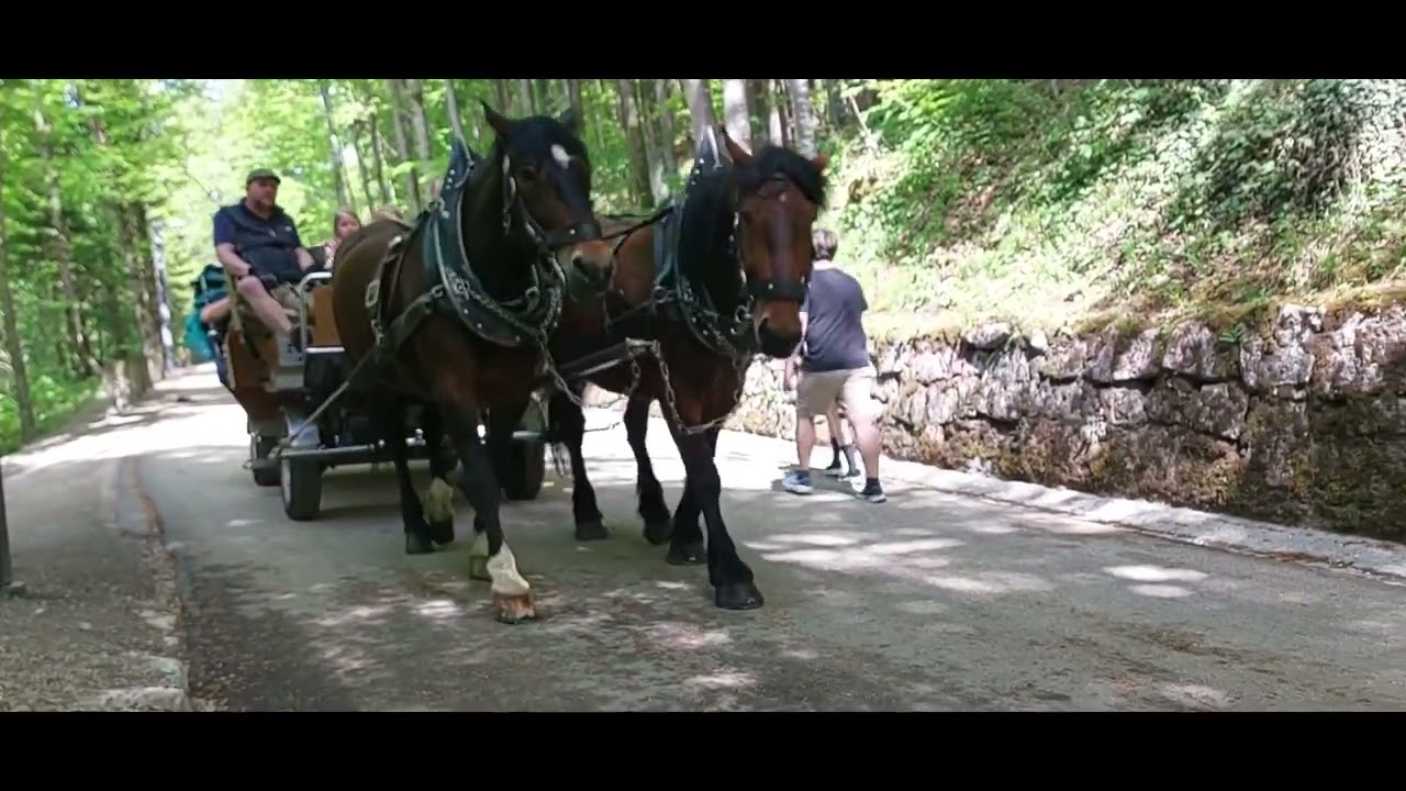Electromobility Horse Cars Hybrid Neuschwanstein 2025  Elektromobilität Pferdewagen Hybrid