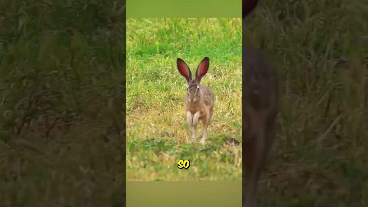 Robotic Rabbits vs Pythons in Florida