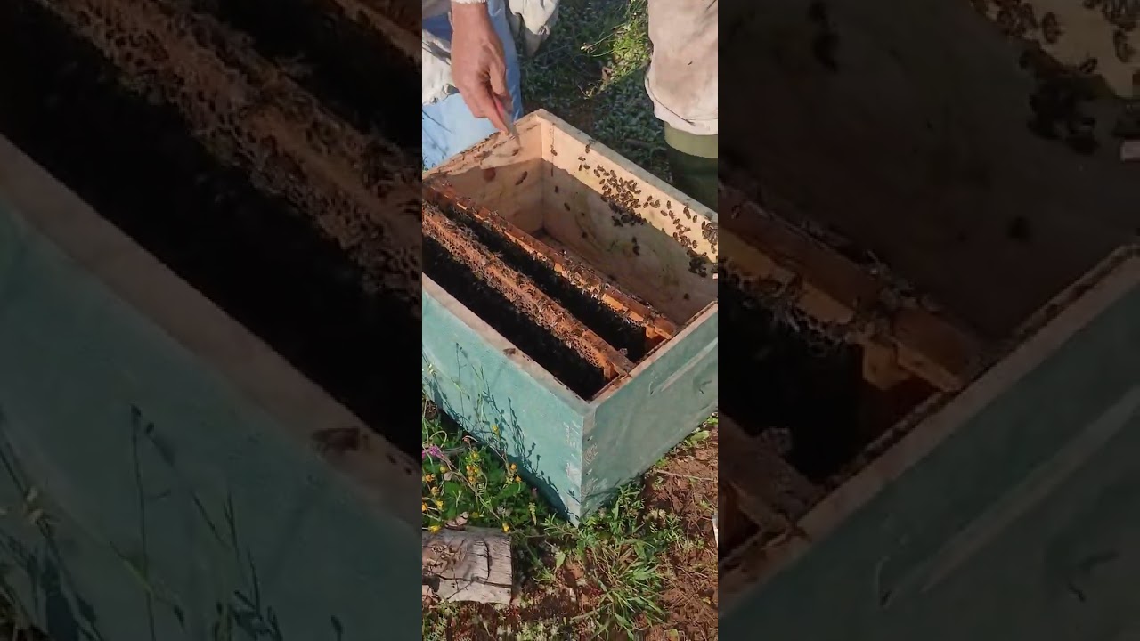 طريقة تقسيم عند ووجود المليكة