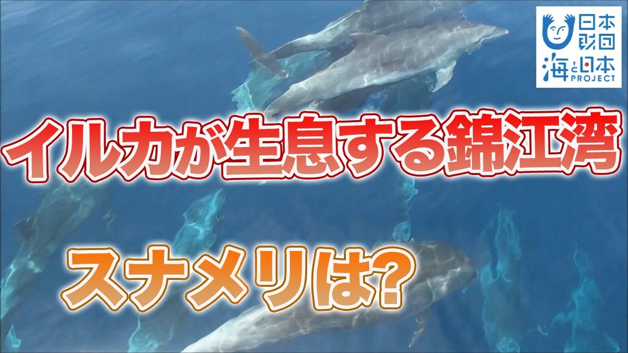 錦江湾に生息するイルカの調査　スナメリはいる？ 日本財団 海と日本PROJECT in 鹿児島 2022 #02