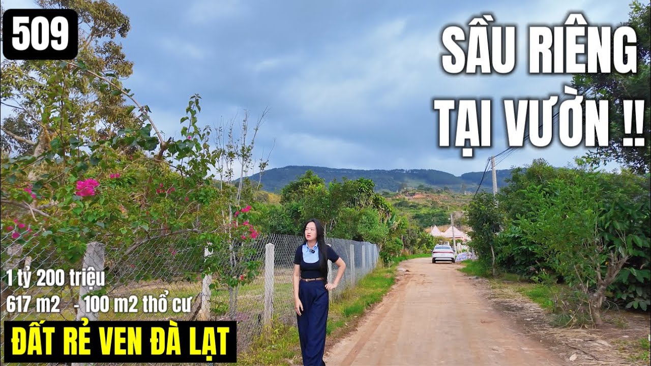 Vườn sầu 15 năm có trái thu hoạch ven Đà Lạt 617 m2 100 m2 thổ cư 1 tỷ 200 tr