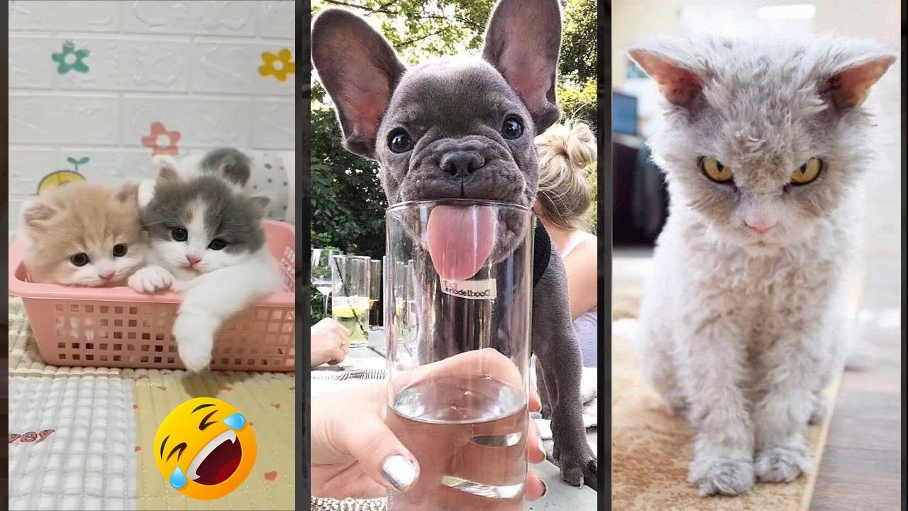 Funny Pets 😼 #fyp 🐈‍⬛ #FunnyCats Episode 6238