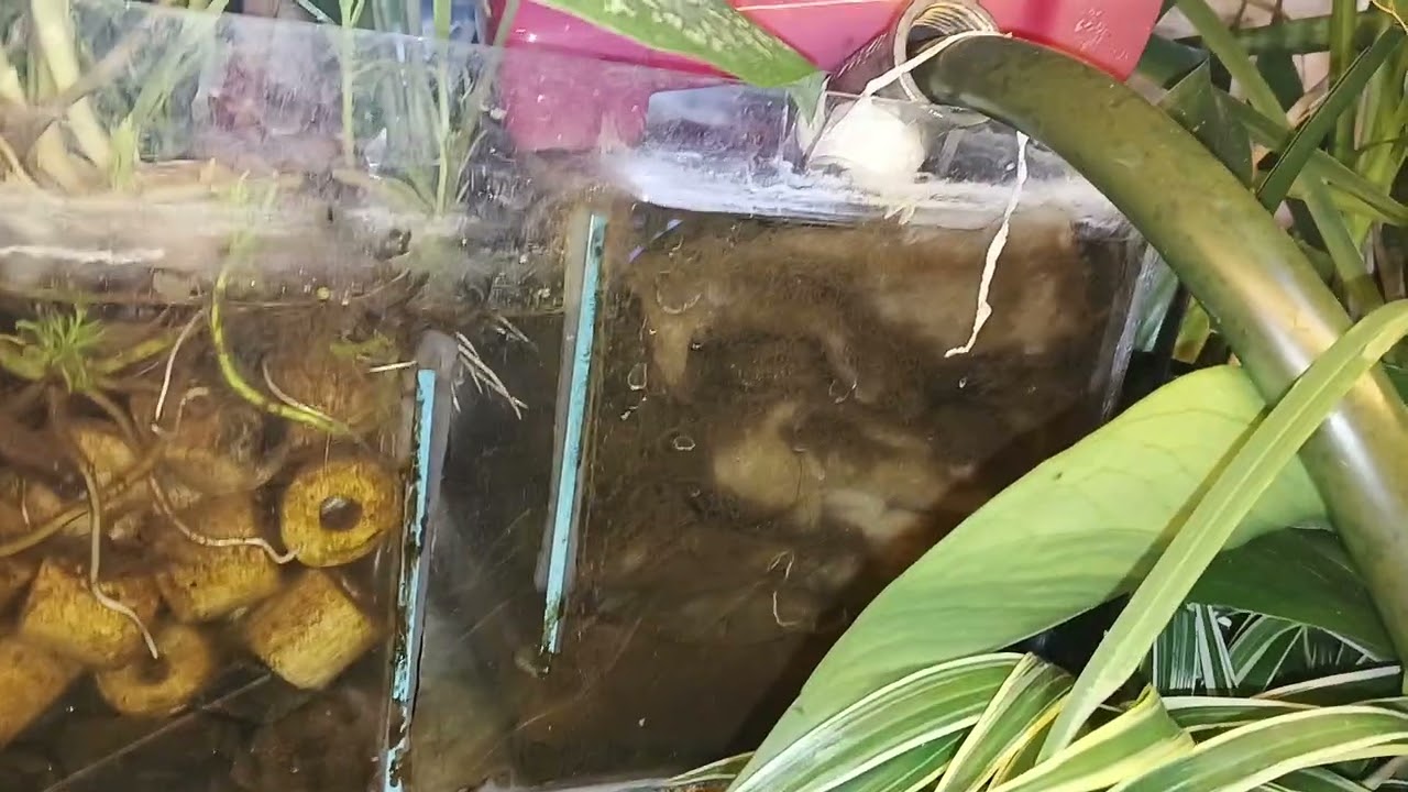 DAY 15: No water change challege(  water recovery no feeding yesterday malinaw padin tubig)