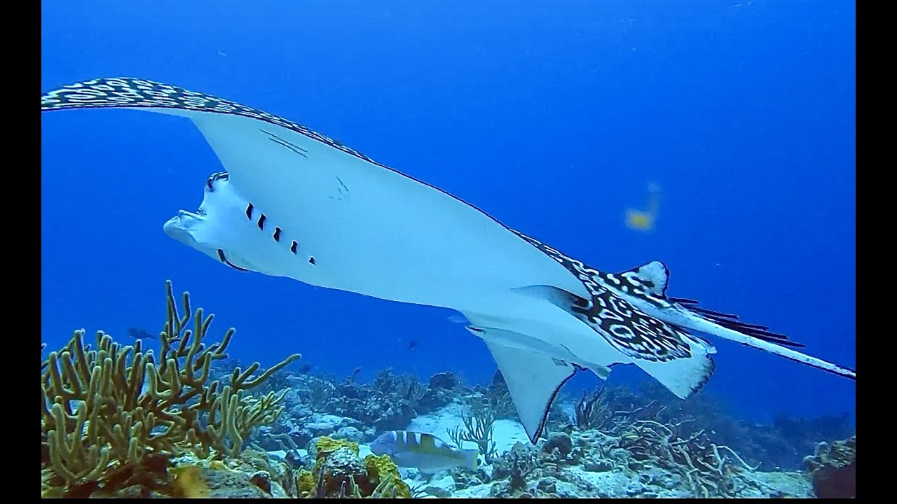 Scuba diving across the Caribbean  2022,  93 dives,  A  2 hour underwater relaxation video in 4K.