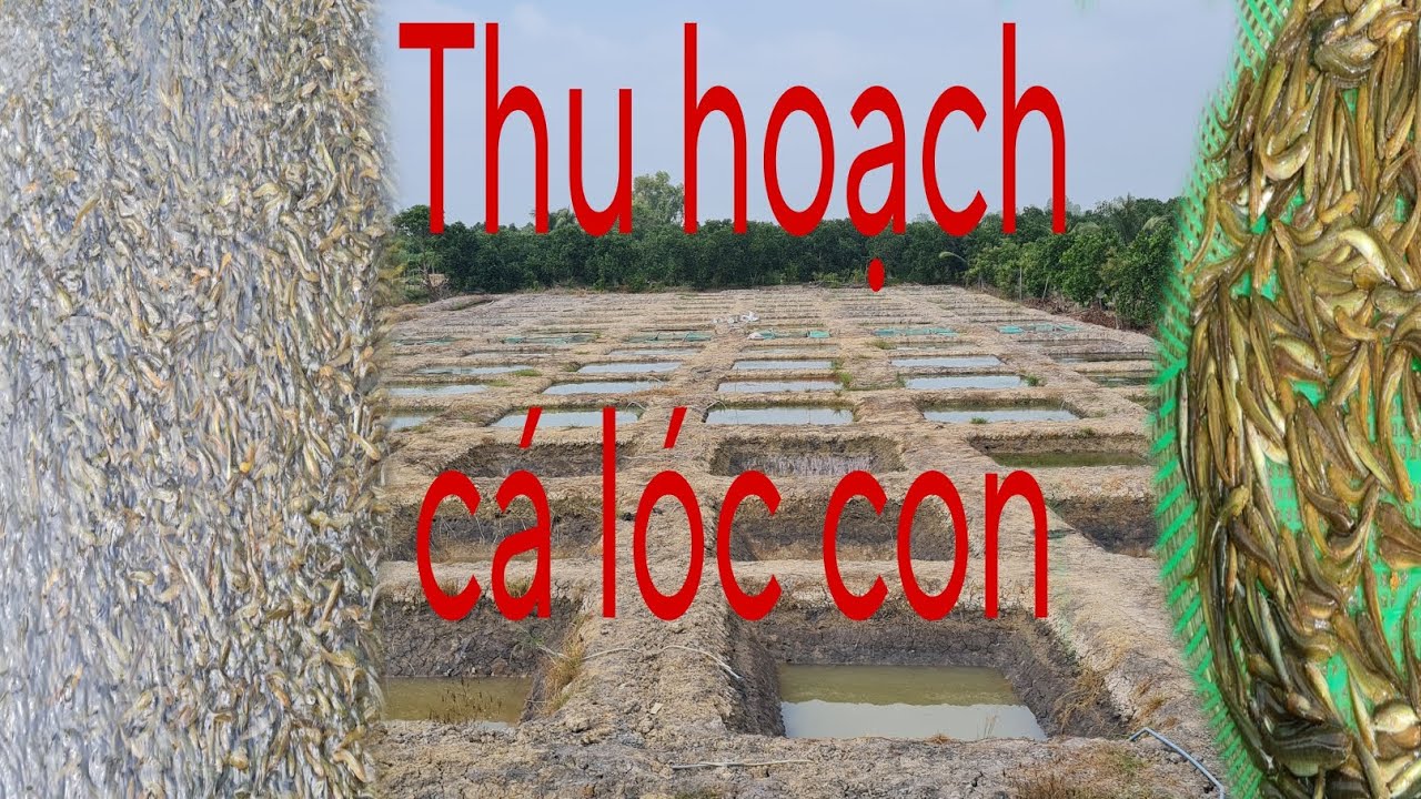Nghề nuôi cá lóc con: thu hoạch cá con