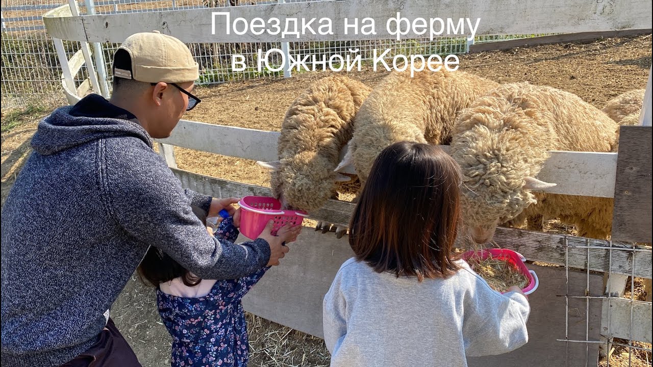 Поездка на ферму в Южной Корее