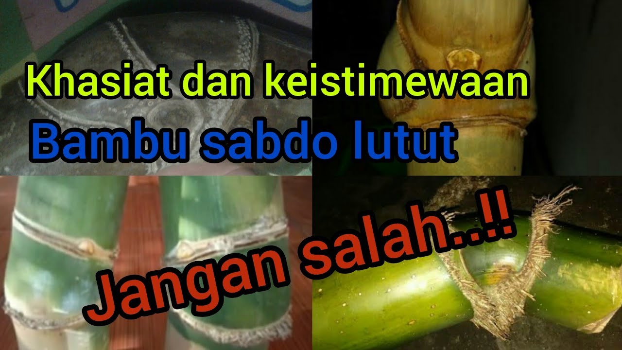 khasiat dan keistimewaan bambu unik sabdo lutut