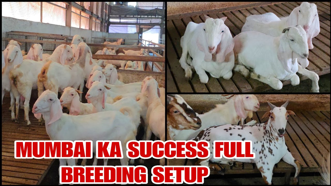 Mumbai Ka Success full Breeding Setup RA Goat Farm Bhiwandi Wada Road 