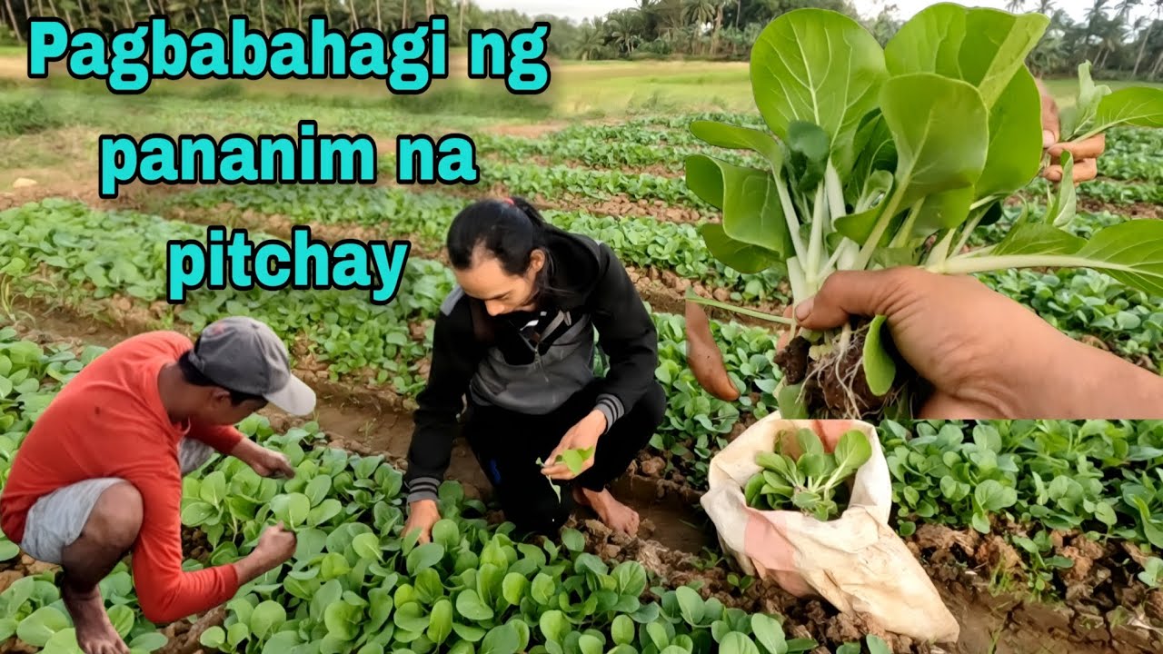 Pagbabahagi ng pananim na pitchay