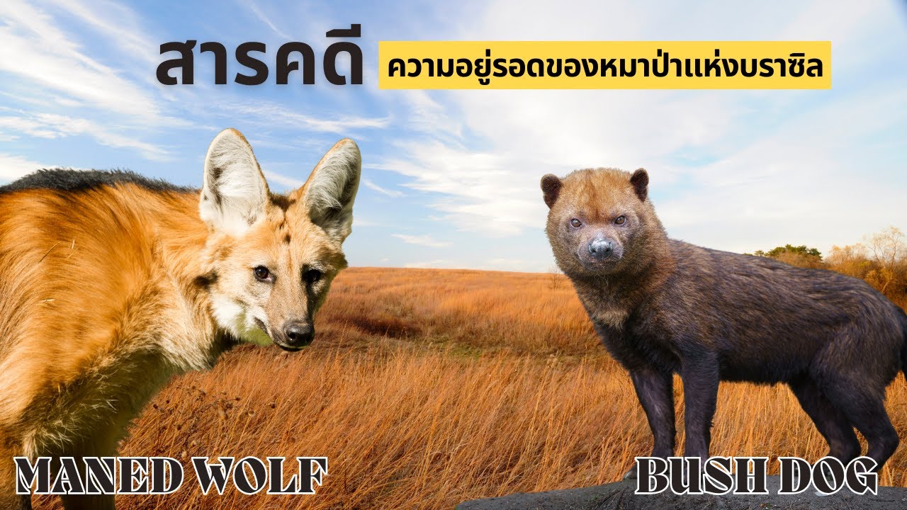 สารคดี ความอยู่รอดของหมาป่าแห่งบราซิล (Maned Wolf) (Bush Dog)