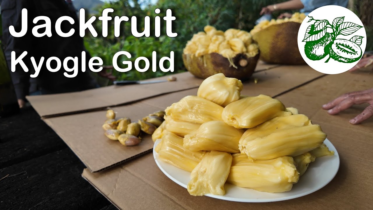 Jakfruit Kyogle Gold - How to Grow, Pick and Share This Tropical Giant