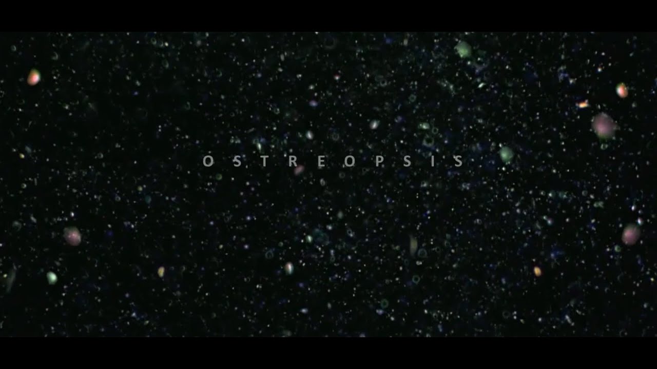 Ostreopsis short edition_European Project