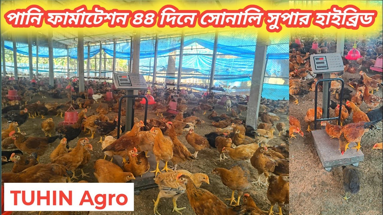 সোনালি সুপার হাইব্রিড ৪৪ দিনে গড় ওজন কেমন হলো।