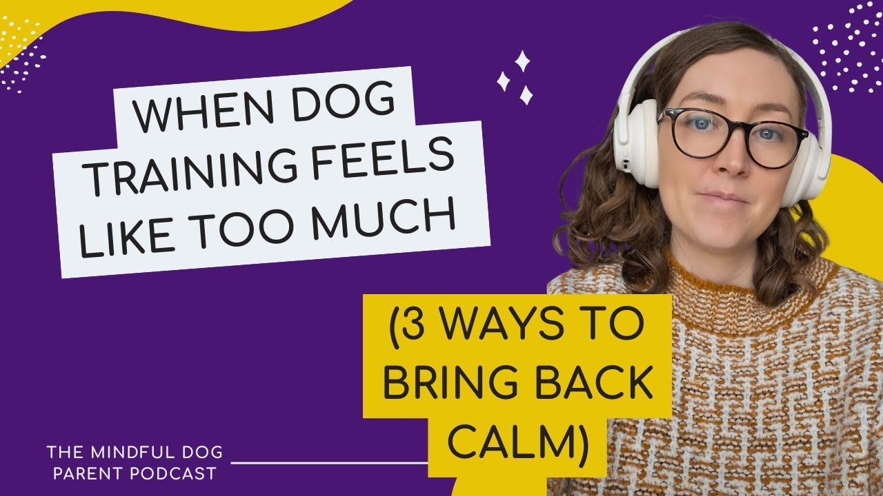 When Dog Training Feels Like Too Much (3 Ways to Bring Back Calm)