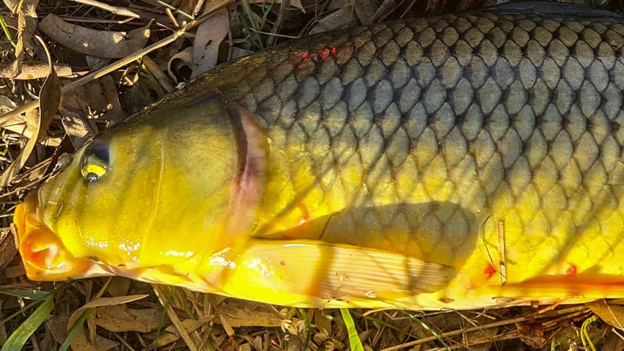 Fishing for big carp and redfin