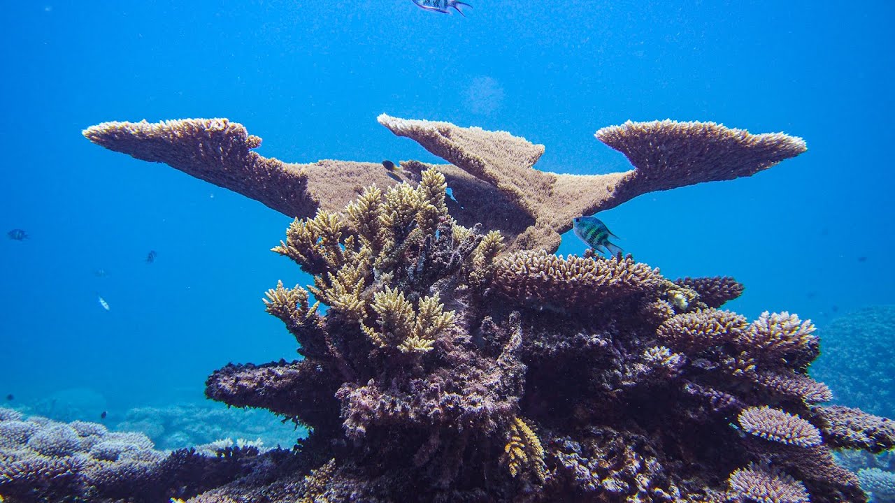 What is the Measure of Reef Aquarium Success? | #30