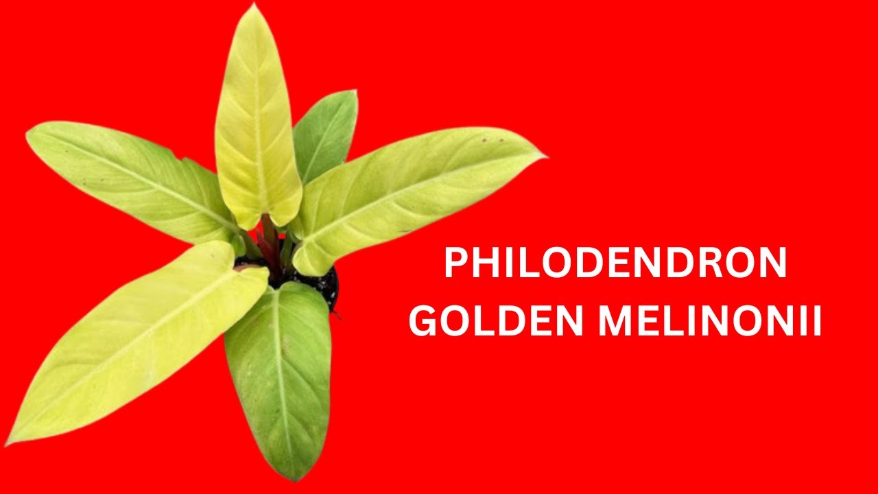 PHILODENDRON GOLDEN MELINONII