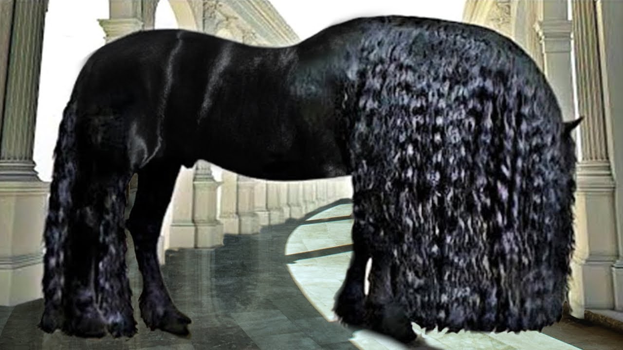 15 CABALLOS Más Hermosos del MUNDO (Most Beautiful Horses in the World)