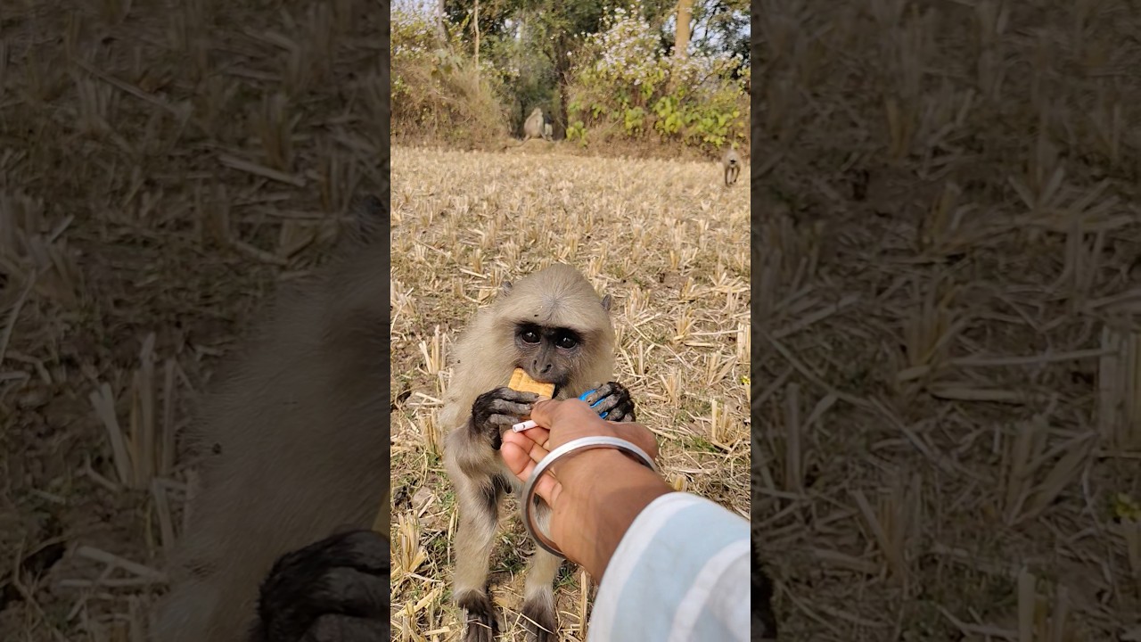 Cute Hungry Monkey Takes Biscuit From Hand 🐒❤️ | Cute Monkey Shorts