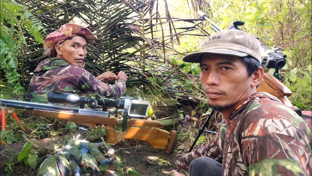 Berburu Punai jarak 10 meter‼️Target hampir gak muat di scope