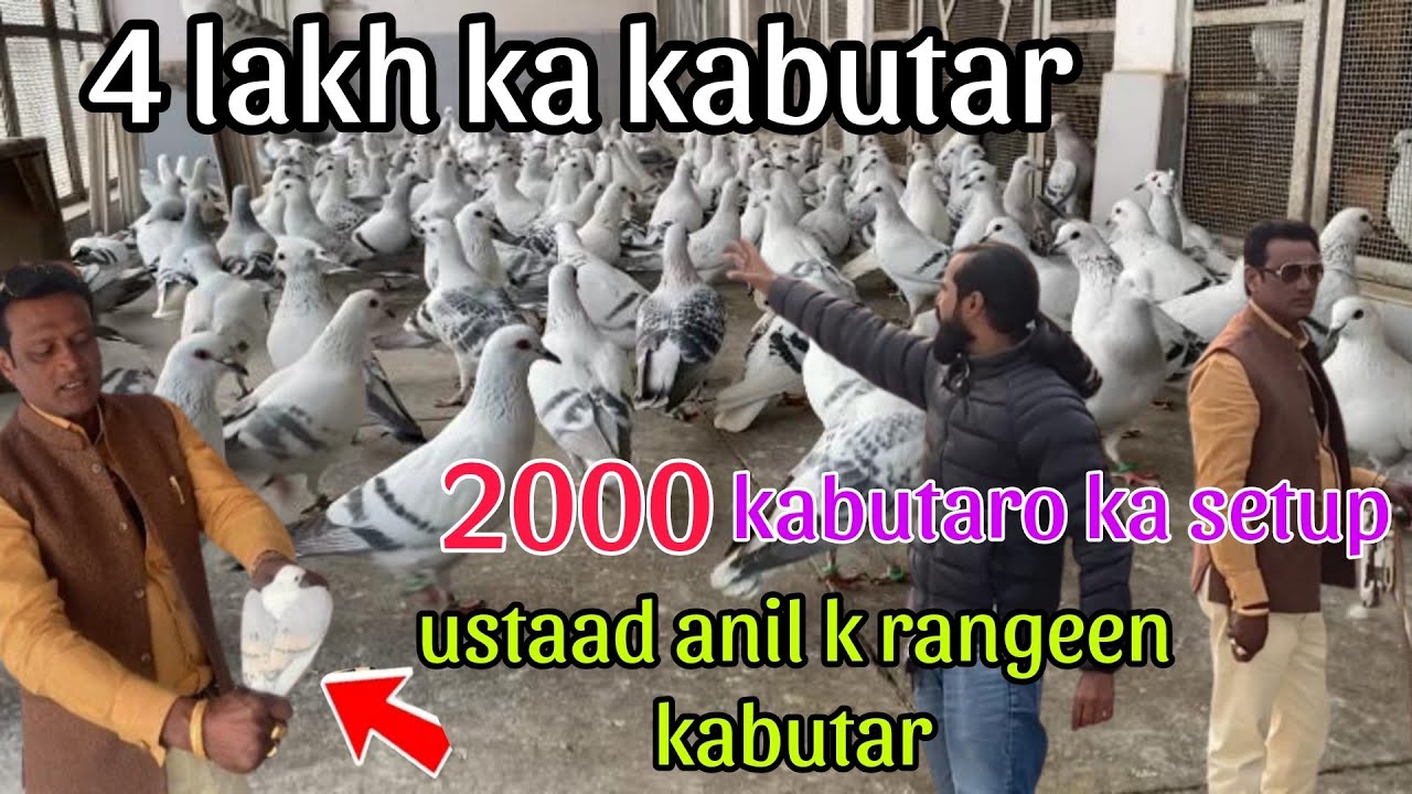 4 lakh ka kabutar 😇 ustad anil Sood k rangeen. Kabutar 2000 kabutaro ka shok hydrabadi kabutar gayab