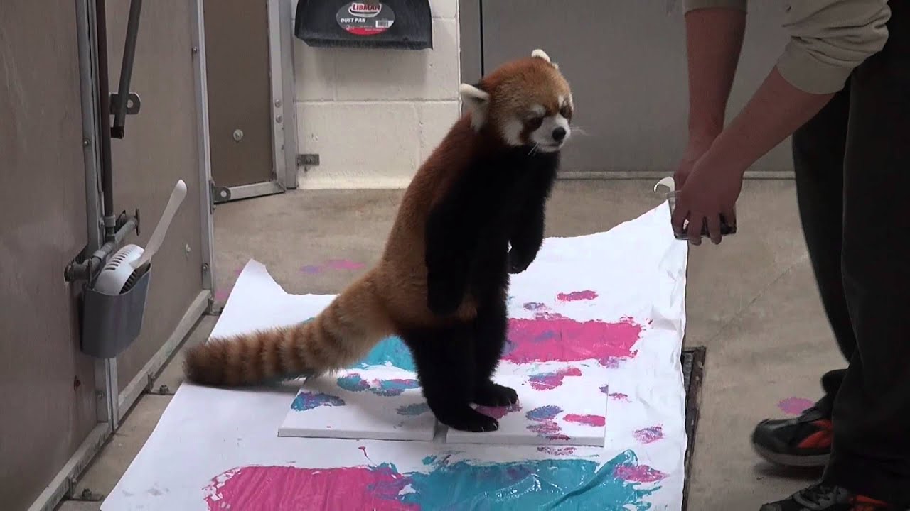 Red Panda Painting Experience at Henry Vilas Zoo