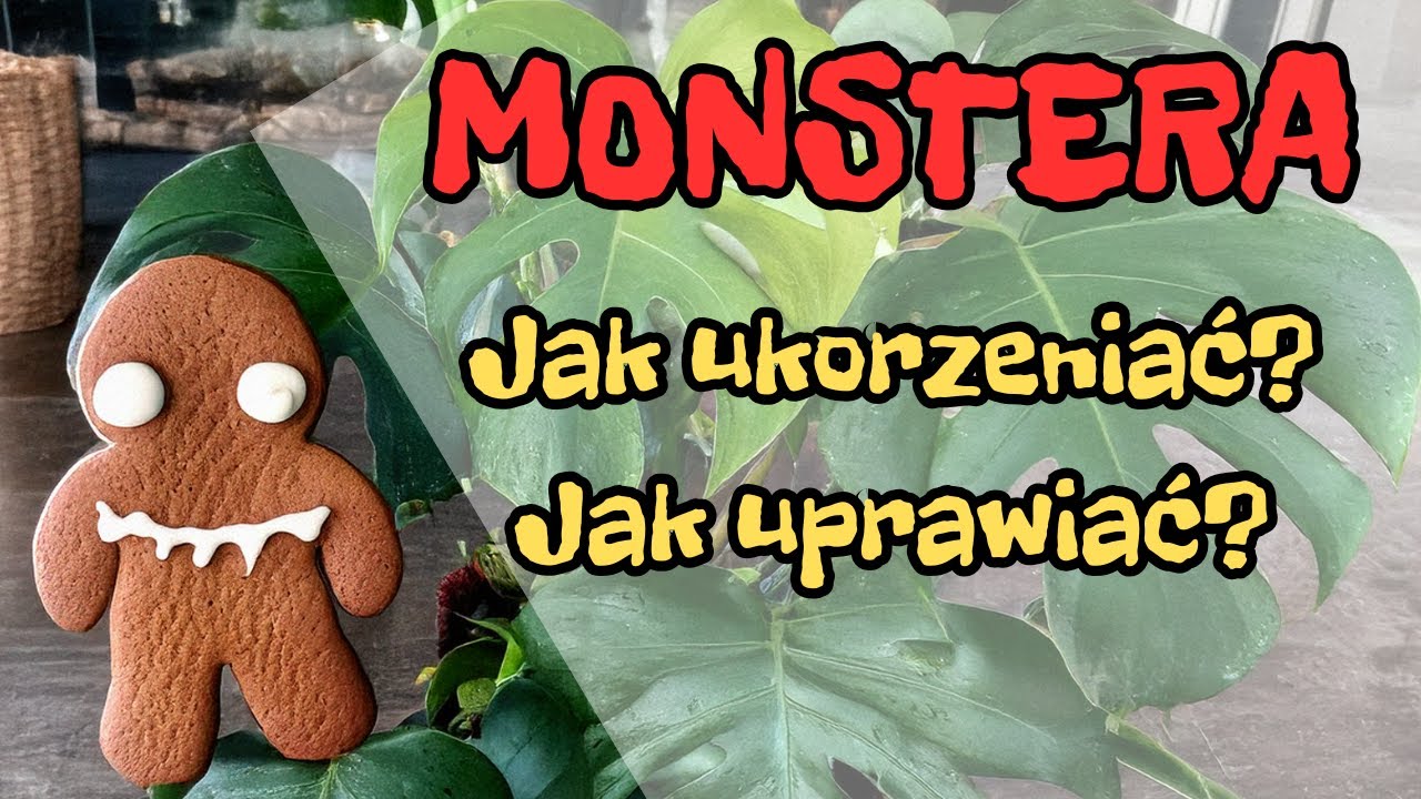 Jak uprawiać Monstery? Jak je ukorzeniać? Co robić by miały wielkie liście? PODŁOŻA - fakty i mity