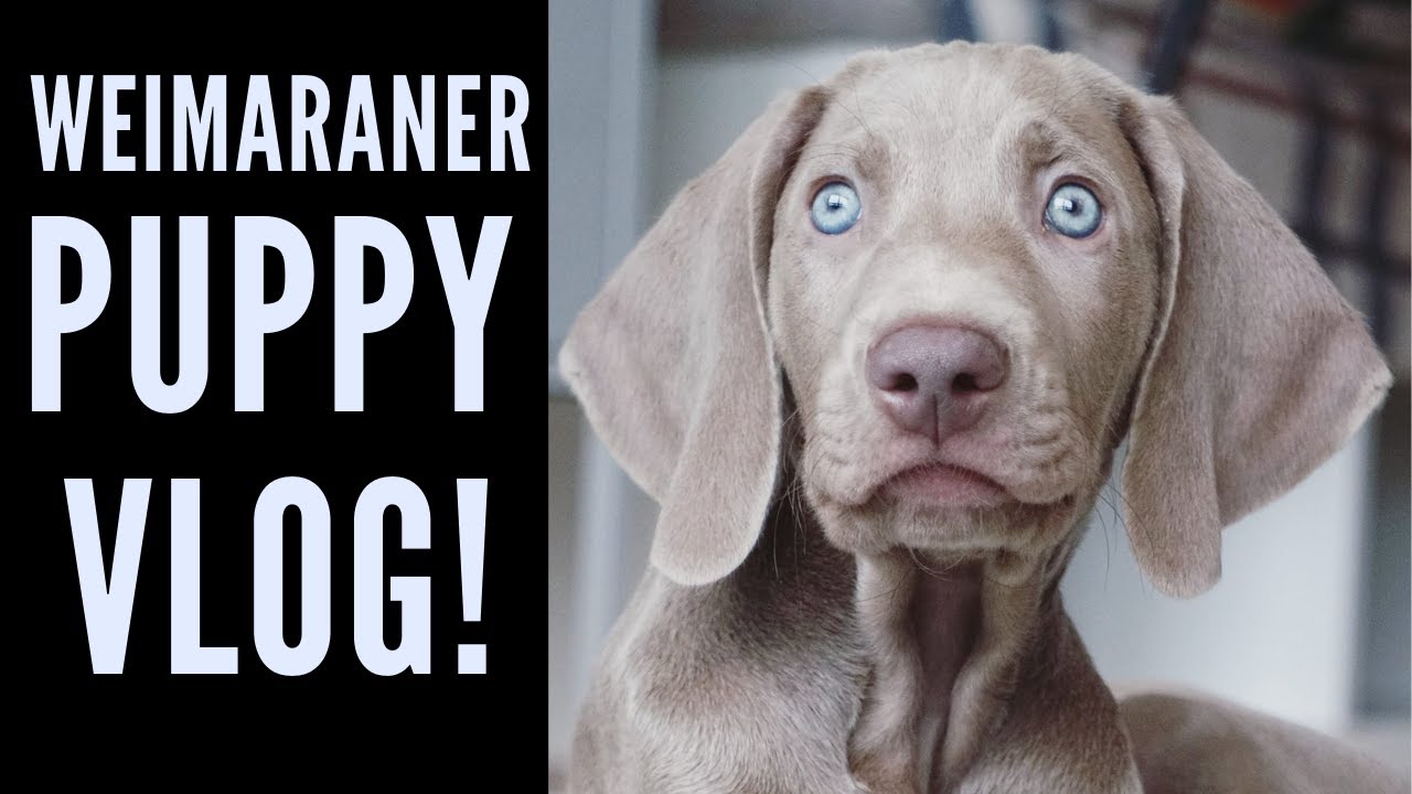 Davinci the Weimaraner - Morning Dog Vlog