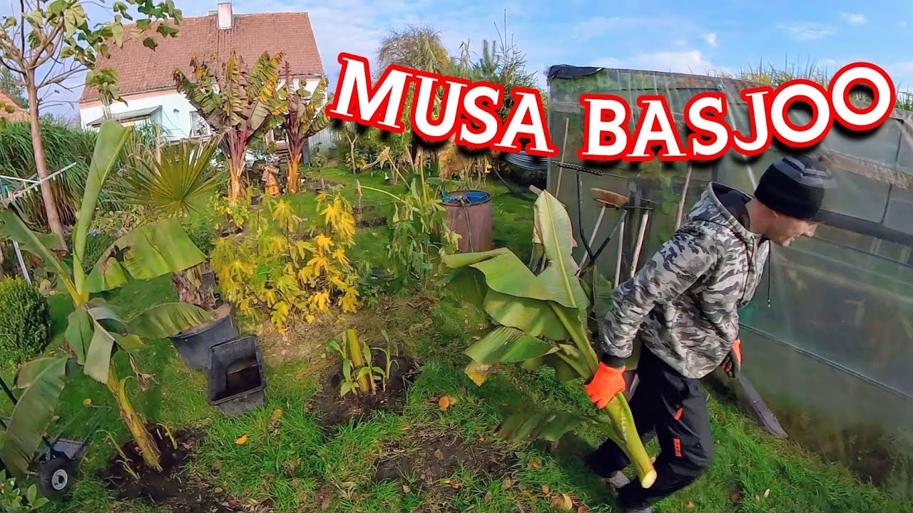 Выкопка и зимовка бананов Musa Basjoo. Должен быть мачете!