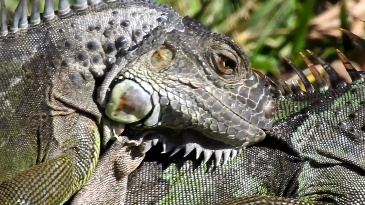 Les Iguanes s'accouplent