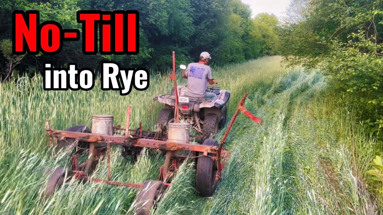 No-Till Corn & Soybean Food Plot Drilled into Rye