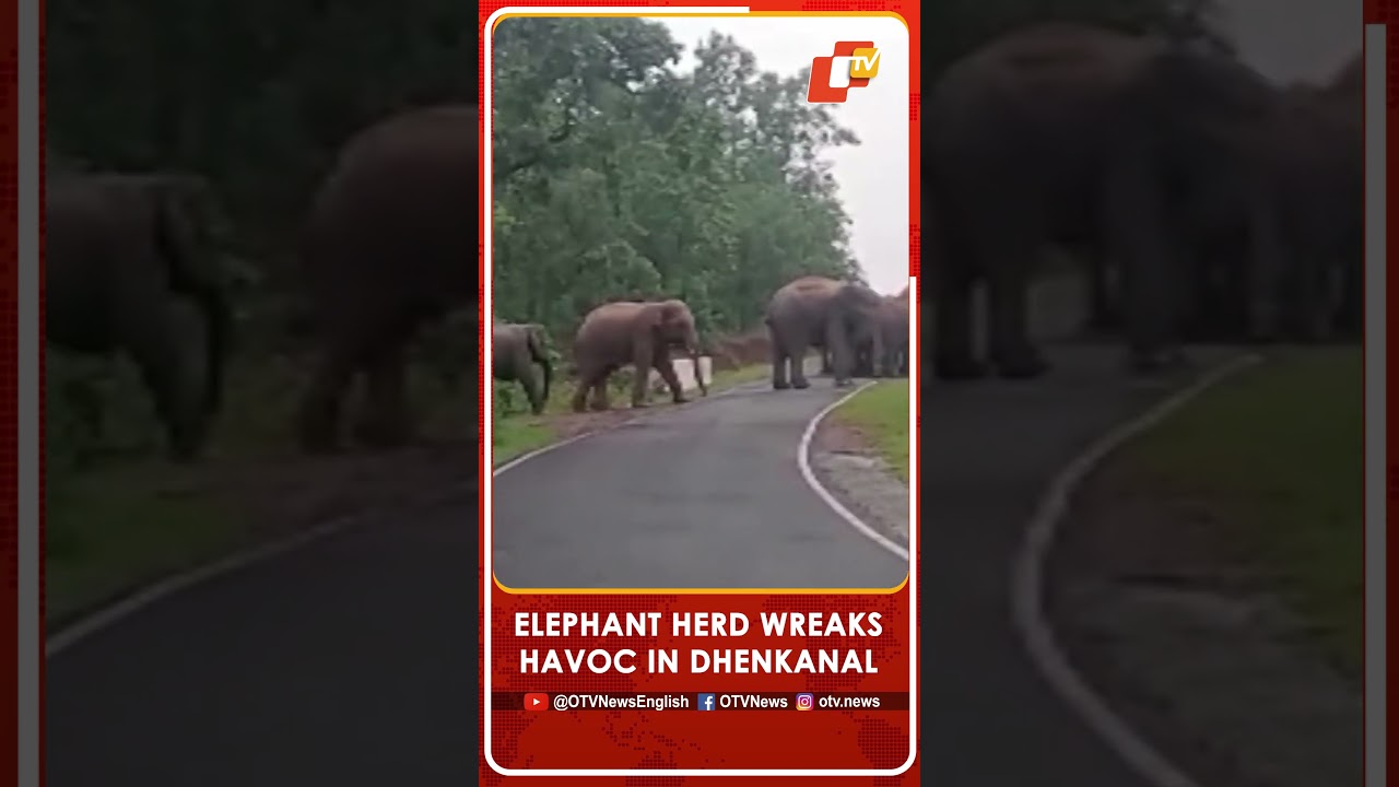 Odisha | Herd Of 18 Elephants Enters Dhenkanal Village, Damages Crops & Sparks Panic