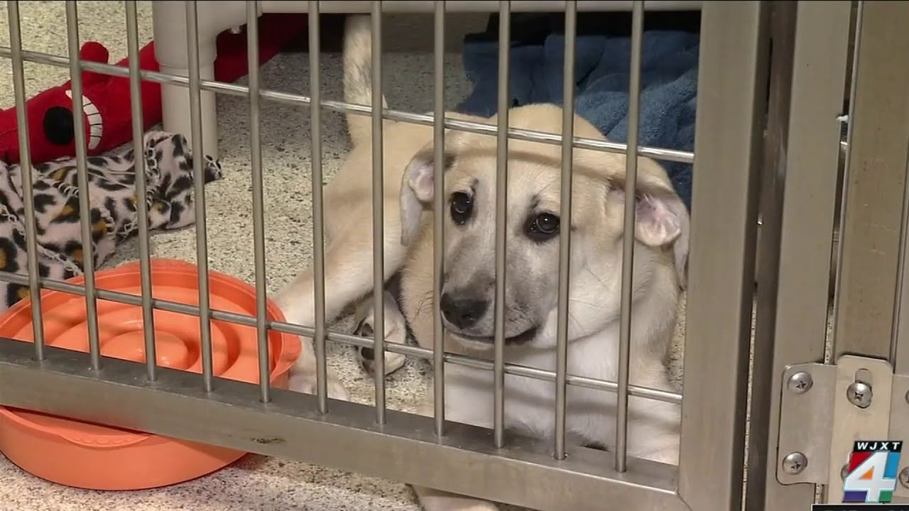 More owners surrendering pets at shelter, blaming economy