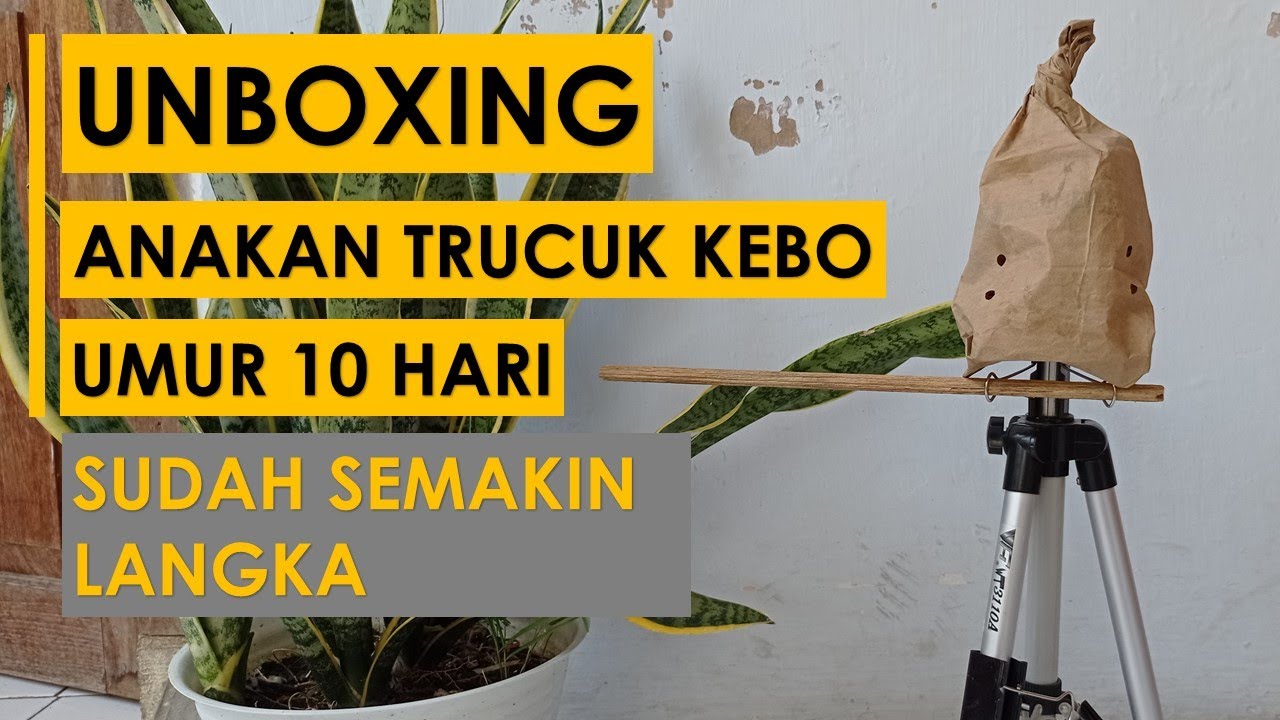 UNBOXING ANAKAN BURUNG TRUCUKAN KEBO JANTAN UMUR 10 HARI