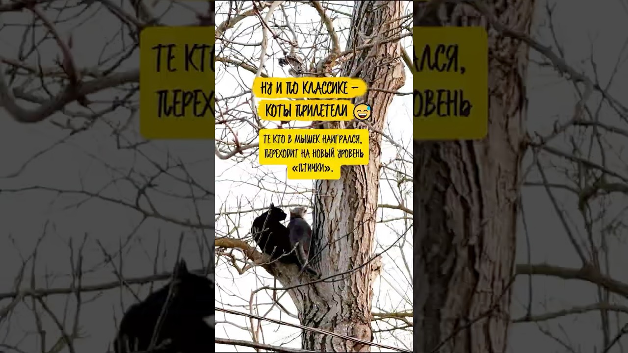 Те кто в мышки наигрался, переходит на новый уровень &laquo;ПТИЧКИ&raquo;&hellip; #помощьбездомнымживотным